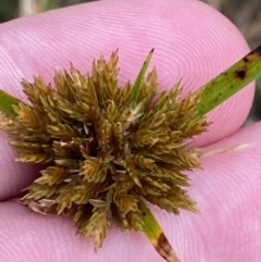 Cyperus polystachyos (Leafy Twig Rush, Bunchy Sedge) at Culburra Beach, NSW - 27 Jan 2023 by Tapirlord