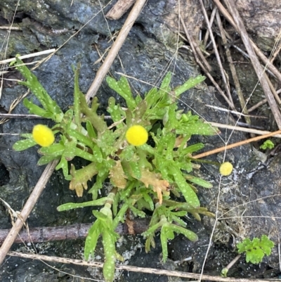 Cotula coronopifolia (Water Buttons) at Wollumboola, NSW - 27 Jan 2023 by Tapirlord