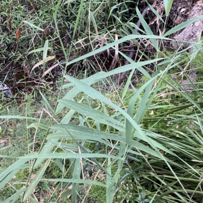 Phragmites australis (Common Reed) at Culburra Beach, NSW - 27 Jan 2023 by Tapirlord