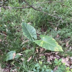 Alocasia brisbanensis (Cunjevoi, Spoon Lily) at Culburra Beach, NSW - 27 Jan 2023 by Tapirlord