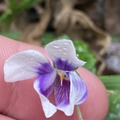 Viola banksii (Native Violet) at Culburra Beach, NSW - 27 Jan 2023 by Tapirlord