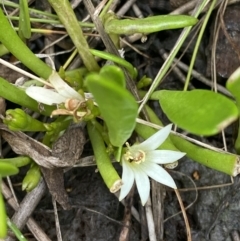 Goodenia radicans (Shiny Swamp-mat) at Culburra Beach, NSW - 27 Jan 2023 by Tapirlord