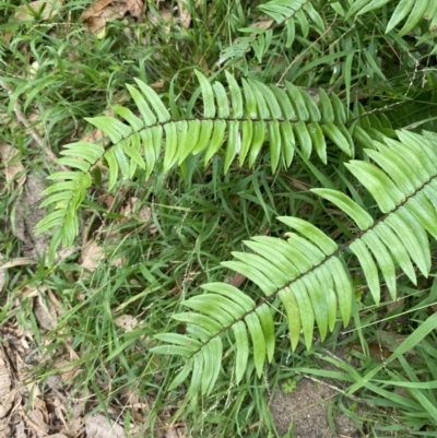 Pellaea falcata (Sickle Fern) at Culburra Beach, NSW - 27 Jan 2023 by Tapirlord