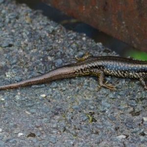 Eulamprus heatwolei at Paddys River, ACT - 5 Feb 2023