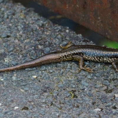 Eulamprus heatwolei (Yellow-bellied Water Skink) at Paddys River, ACT - 5 Feb 2023 by regeraghty