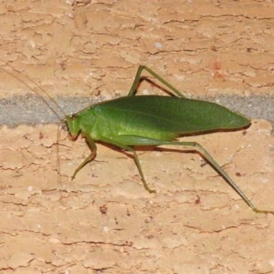 Caedicia simplex (Common Garden Katydid) at Wanniassa, ACT - 7 Feb 2023 by JohnBundock