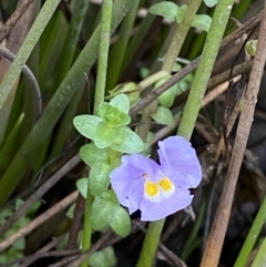 Thyridia repens (Creeping Monkey Flower) at Wollumboola, NSW - 27 Jan 2023 by Tapirlord