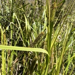 Carex fascicularis (Tassel Sedge) at Booth, ACT - 5 Feb 2023 by Pirom