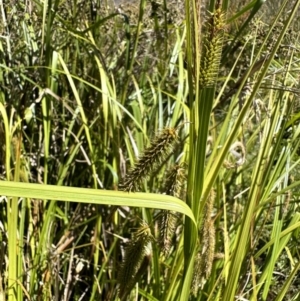 Carex fascicularis at Booth, ACT - 5 Feb 2023