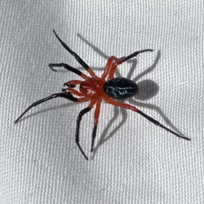 Nicodamus peregrinus (Common Red and black spider) at Booth, ACT - 5 Feb 2023 by Pirom