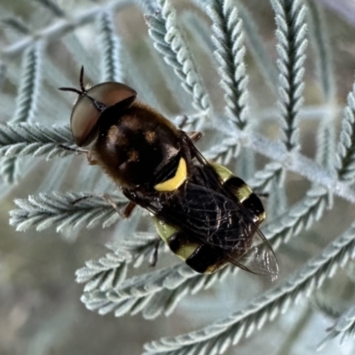 Odontomyia hunteri (Soldier fly) at Booth, ACT - 5 Feb 2023 by Pirom