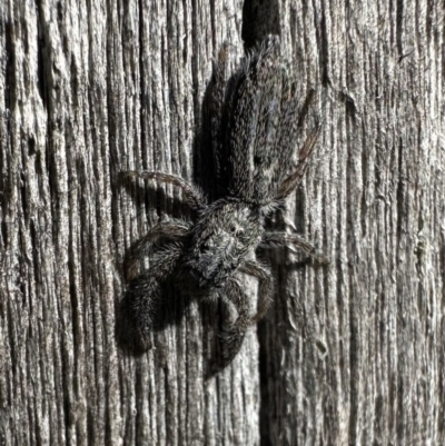 Holoplatys sp. (genus) (Unidentified Holoplatys jumping spider) at Booth, ACT - 6 Feb 2023 by Pirom