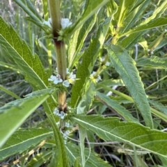 Lycopus australis (Native Gipsywort, Australian Gipsywort) at Booth, ACT - 5 Feb 2023 by Pirom