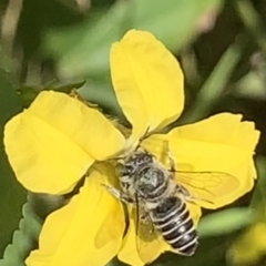 Megachile (Eutricharaea) serricauda (Leafcutter bee, Megachilid bee) at Dulwich Hill, NSW - 14 Jan 2023 by JudeWright