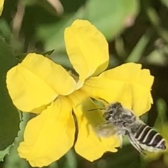 Megachile (Eutricharaea) serricauda at Dulwich Hill, NSW - 14 Jan 2023