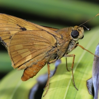 Cephrenes augiades at Wellington Point, QLD - 6 Feb 2023 by TimL