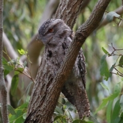 Podargus strigoides (Tawny Frogmouth) at Wellington Point, QLD - 7 Feb 2023 by TimL