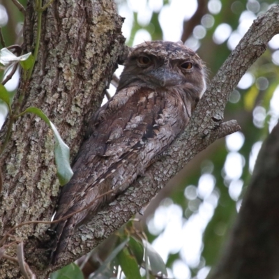 Podargus strigoides (Tawny Frogmouth) at Wellington Point, QLD - 6 Feb 2023 by TimL