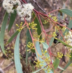 Eucalyptus rossii (Inland Scribbly Gum) at Nicholls, ACT - 29 Jan 2023 by JaneR