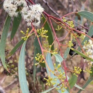 Eucalyptus rossii at Nicholls, ACT - 29 Jan 2023 03:57 PM