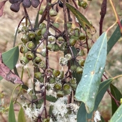 Eucalyptus rossii at Nicholls, ACT - 29 Jan 2023 03:57 PM