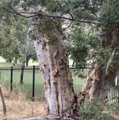 Eucalyptus rossii at Nicholls, ACT - 29 Jan 2023 03:57 PM