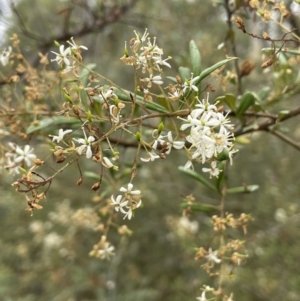 Bursaria spinosa at Nicholls, ACT - 29 Jan 2023 03:53 PM