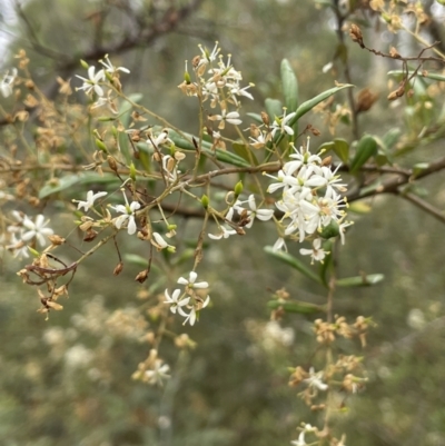 Bursaria spinosa (Native Blackthorn, Sweet Bursaria) at Nicholls, ACT - 29 Jan 2023 by JaneR