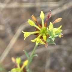 Pimelea curviflora (Curved Rice-flower) at Percival Hill - 29 Jan 2023 by JaneR