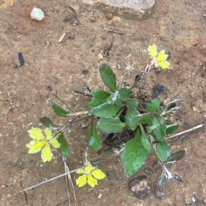 Goodenia hederacea at Nicholls, ACT - 29 Jan 2023 04:19 PM