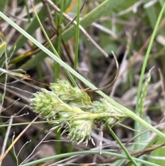 Carex inversa (Knob Sedge) at Undefined Area - 13 Oct 2021 by JaneR