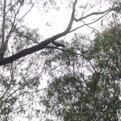 Callocephalon fimbriatum (Gang-gang Cockatoo) at Phillip, ACT - 8 Feb 2023 by stofbrew