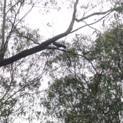 Callocephalon fimbriatum (Gang-gang Cockatoo) at Phillip, ACT - 7 Feb 2023 by stofbrew