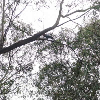 Callocephalon fimbriatum (Gang-gang Cockatoo) at Phillip, ACT - 7 Feb 2023 by stofbrew