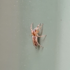 Helpis minitabunda (Threatening jumping spider) at Isaacs, ACT - 7 Feb 2023 by Mike
