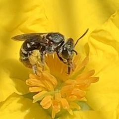 Lipotriches (Austronomia) phanerura (Halictid Bee) at Dulwich Hill, NSW - 15 Jan 2023 by JudeWright