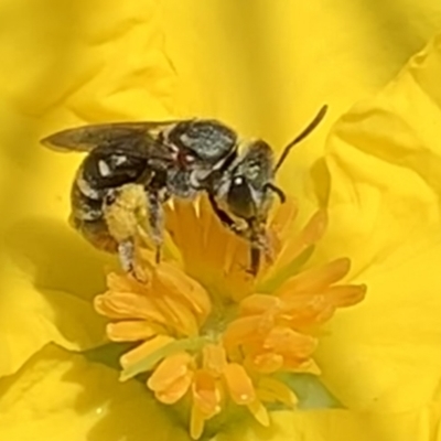 Lipotriches (Austronomia) phanerura (Halictid Bee) at Dulwich Hill, NSW - 15 Jan 2023 by JudeWright