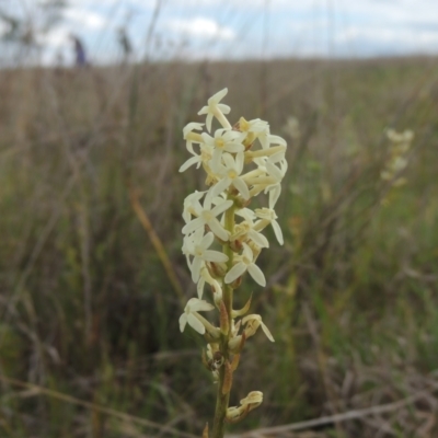 Stackhousia monogyna (Creamy Candles) at Boorowa, NSW - 23 Oct 2022 by michaelb