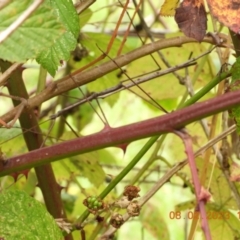 Ctenomorpha marginipennis (Margin-winged stick insect) at Oakdale, NSW - 8 Feb 2023 by bufferzone