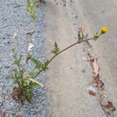 Bidens pilosa (Cobbler's Pegs, Farmer's Friend) at Jerrabomberra, ACT - 8 Feb 2023 by Mike