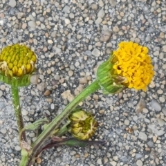 Bidens pilosa at Jerrabomberra, ACT - 8 Feb 2023 12:07 PM