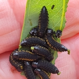 Paropsini sp. (tribe) at Jerrabomberra, ACT - 8 Feb 2023