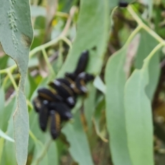 Paropsini sp. (tribe) at Jerrabomberra, ACT - 8 Feb 2023