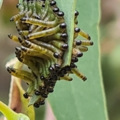 Pseudoperga sp. (genus) (Sawfly, Spitfire) at Jerrabomberra, ACT - 8 Feb 2023 by Mike