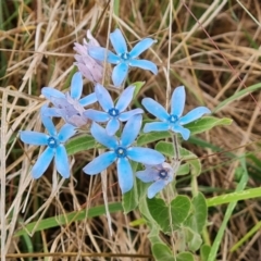 Oxypetalum coeruleum (Tweedia or Southern Star) at Isaacs, ACT - 8 Feb 2023 by Mike