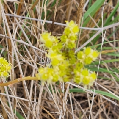 Sedum sediforme (Pale Stonecrop) at Jerrabomberra, ACT - 8 Feb 2023 by Mike