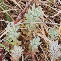 Sedum sediforme at Jerrabomberra, ACT - 8 Feb 2023 12:10 PM