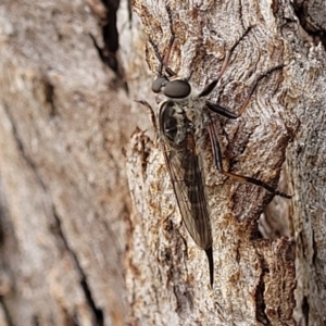 Cerdistus sp. (genus) at Lyneham, ACT - 8 Feb 2023