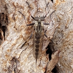 Cerdistus sp. (genus) at Lyneham, ACT - 8 Feb 2023 12:01 PM