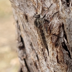 Cerdistus sp. (genus) at Lyneham, ACT - 8 Feb 2023